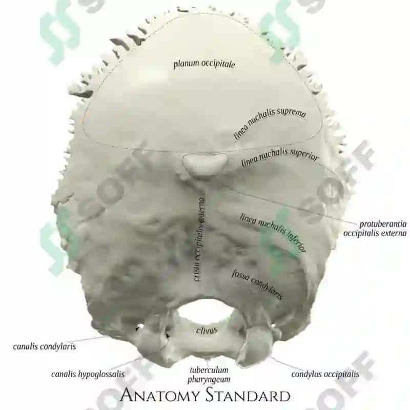 Kalla skeleti 8