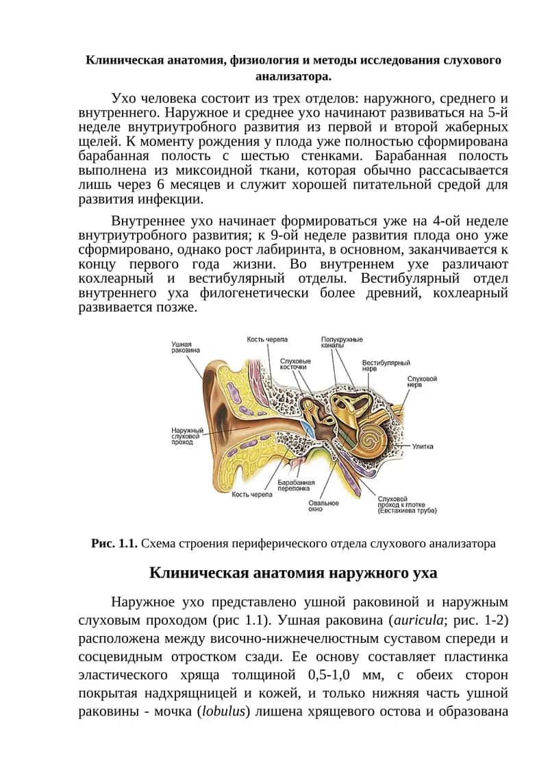 Клиническая анатомия слухового анализатора 1