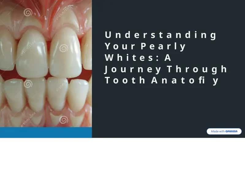 Understanding Your Pearly Whites: A Journey Through Tooth Anatomy 1