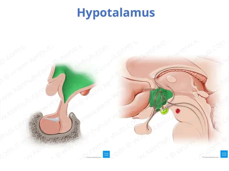 Hypothalamus 1