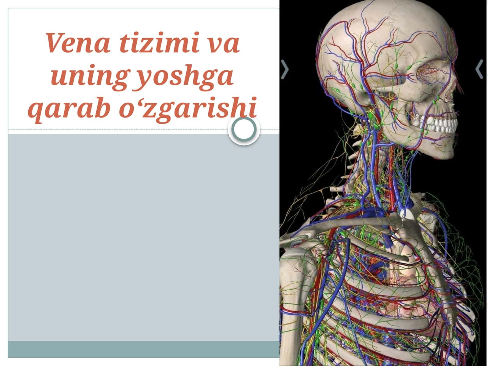 Vena tizimi va uning yoshga qarab o‘zgarishi 1