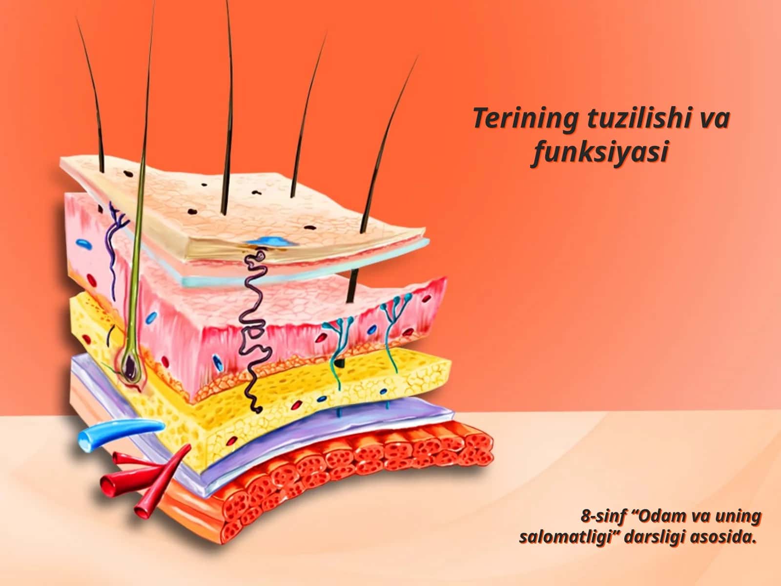 Terining tuzilishi va funksiyasi 1