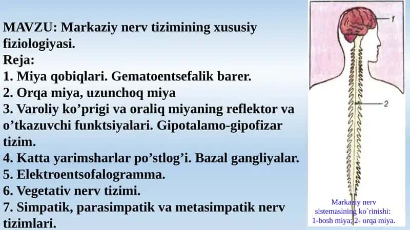Markaziynervtizimining xususiy fiziologiyasi 1