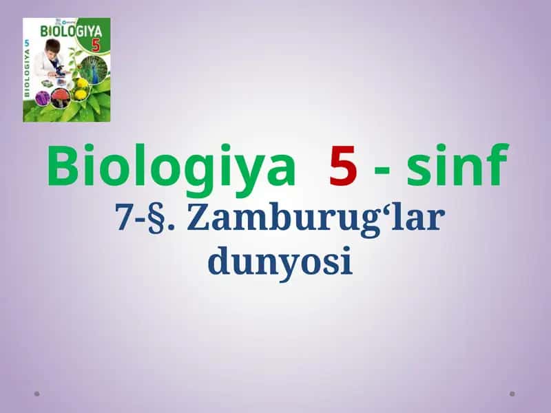 Zamburug‘lar dunyosi 1