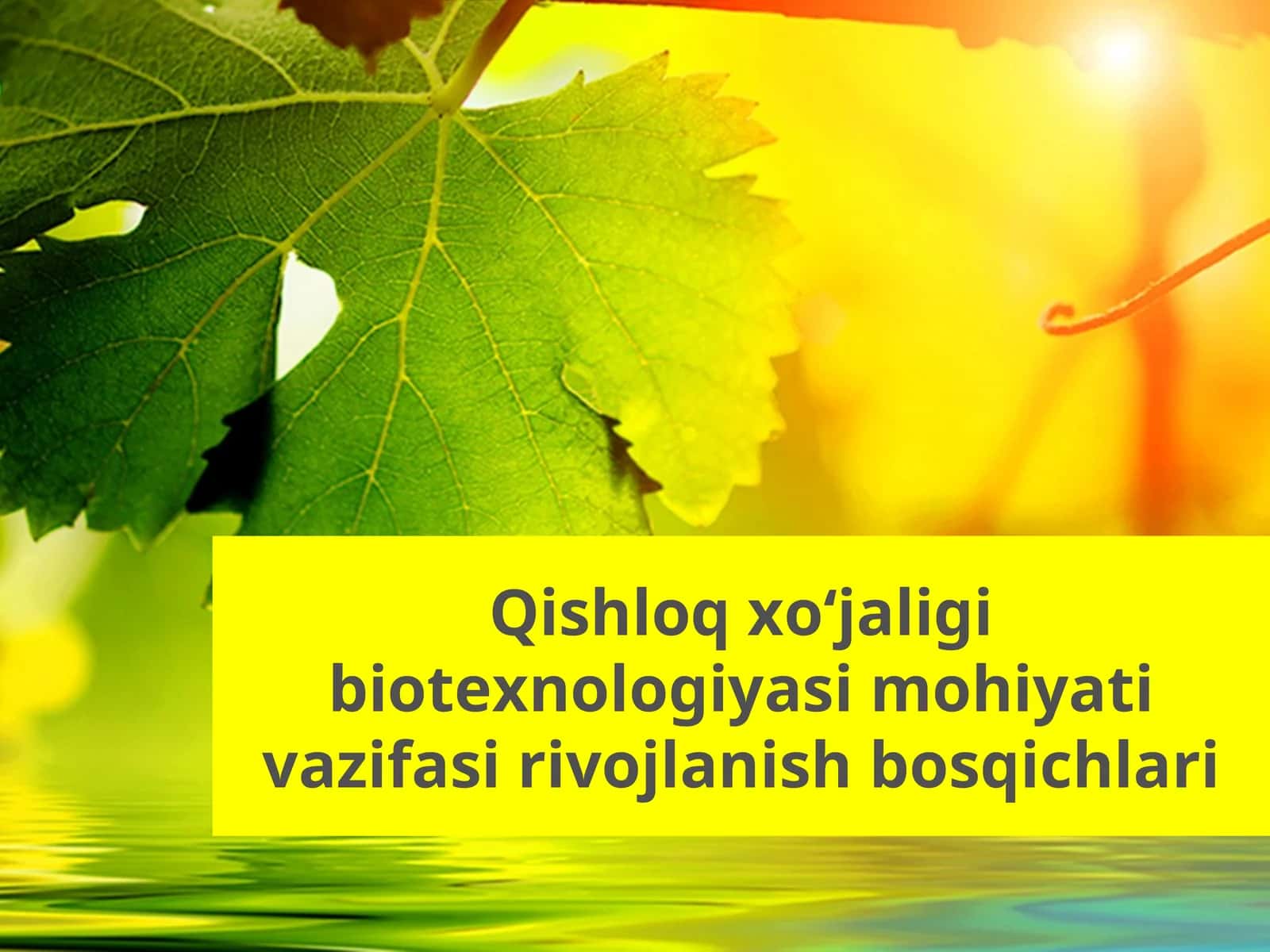 Qishloq xoʻjaligi biotexnologiyasi mohiyati vazifasi rivojlanish bosqichlari 1