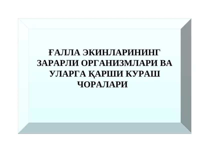Ғаллани сўрувчи зараркунандалари ва уларга қарши кураш чоралари 1