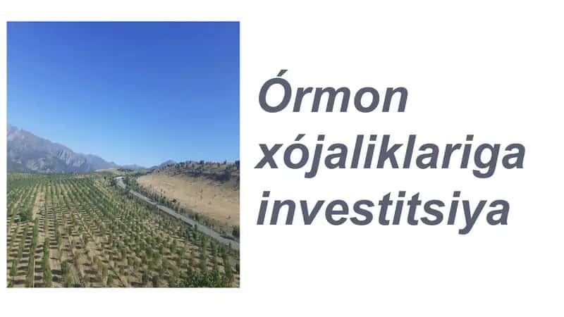 Órmon xójaliklariga investitsiya 1