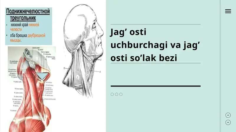 Jag’ osti uchburchagi va jag’ osti so’lak bezi 1