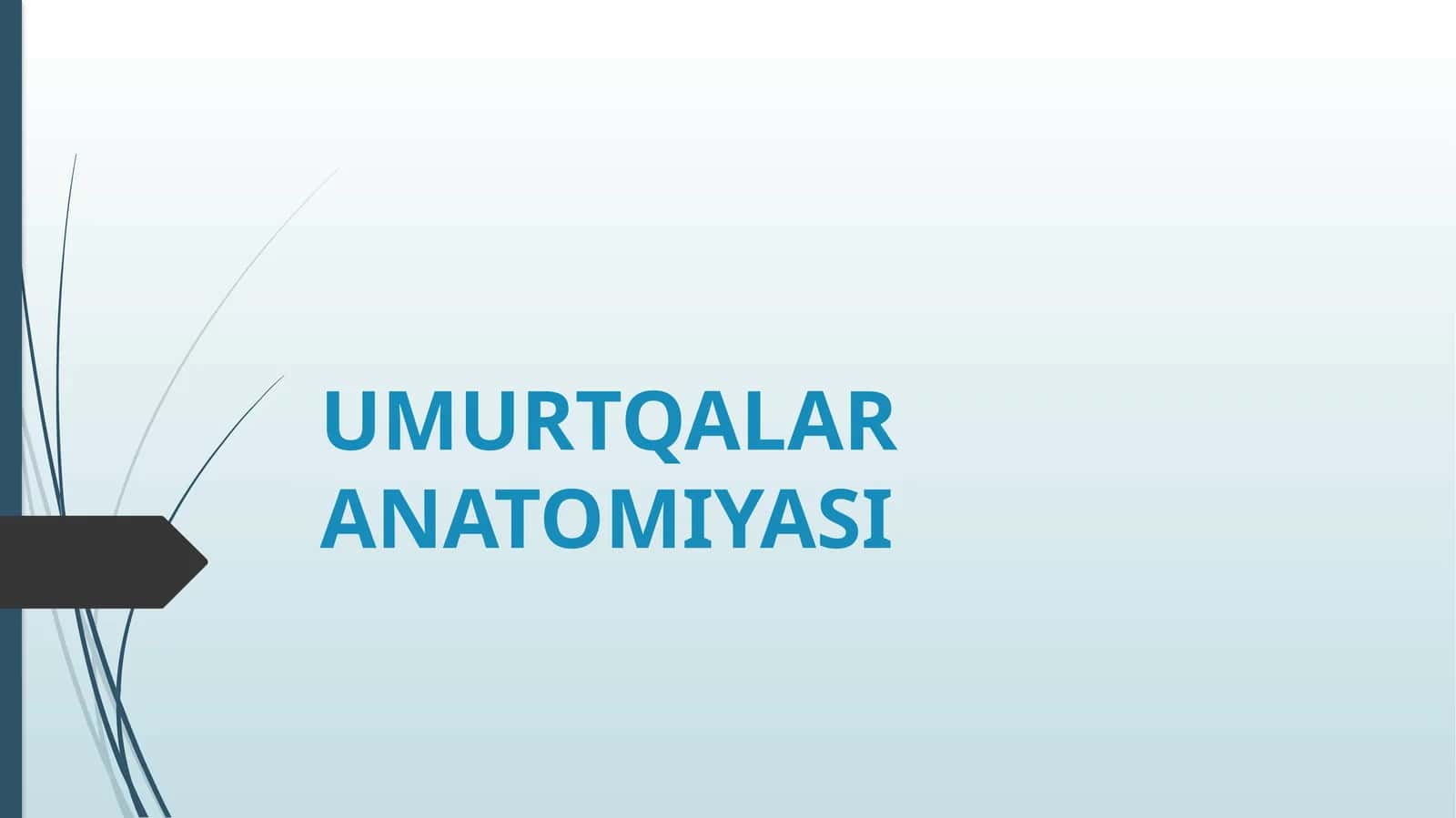 UMURTQALAR ANATOMIYASI 1