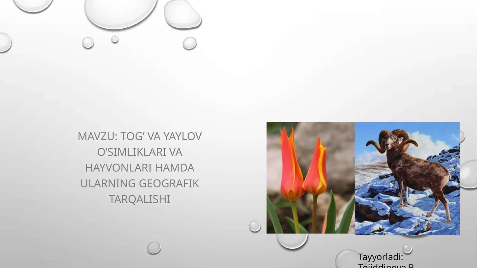 tog’ va yaylov o’simliklari va hayvonlari hamda ularning geografik tarqalishi 1