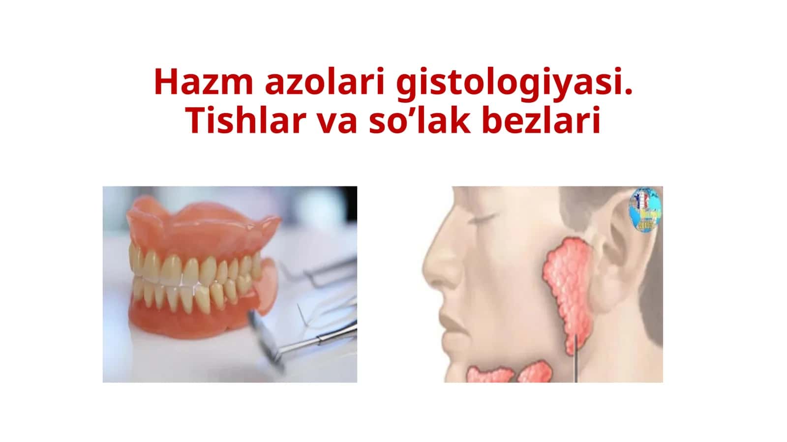Hazm azolari gistologiyasi.Tishlarvaso’lakbezlari 1