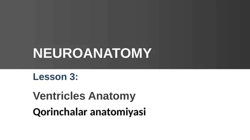 Ventricles Anatomy 1