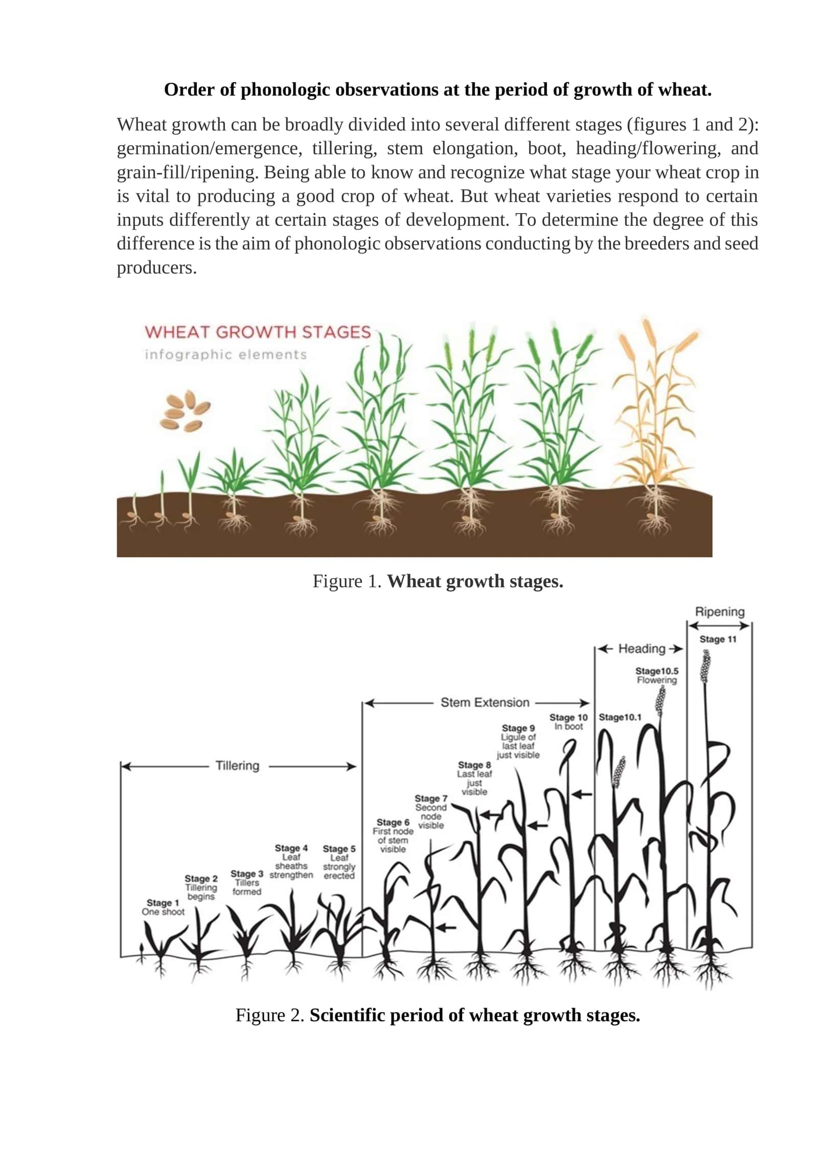 Order of phonologic observations at the period of growth of wheat 1
