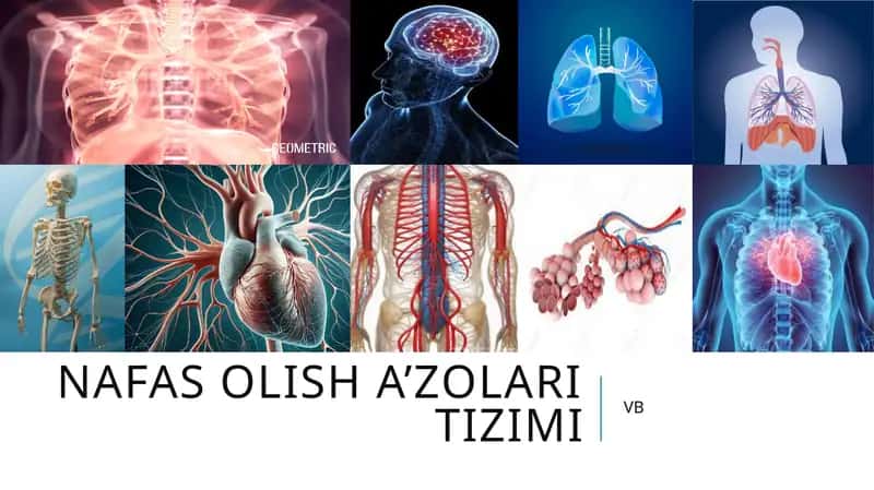 Nafas olish a’zolari tizimi 1