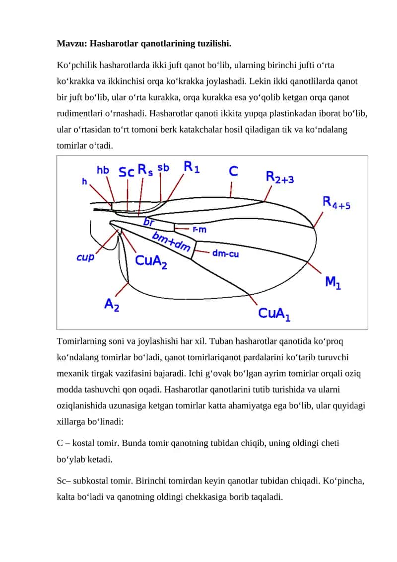 Hasharotlar qanotlarining tuzilishi. 1