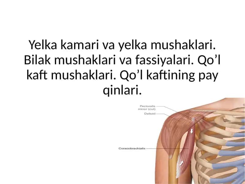 Yelka kamari va yelka mushaklari. Bilak mushaklari va fassiyalari. Qo’l kaft mushaklari. Qo’l kaftining pay qinlari. 1