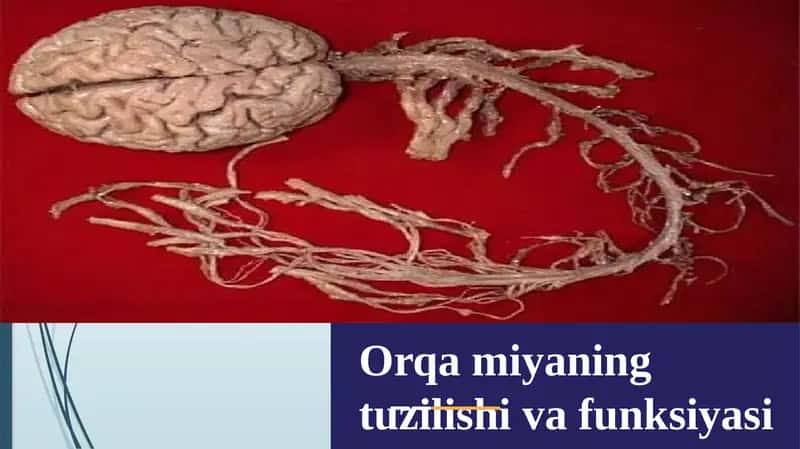 Orqamiyaningtuzilishi va funksiyasi 1