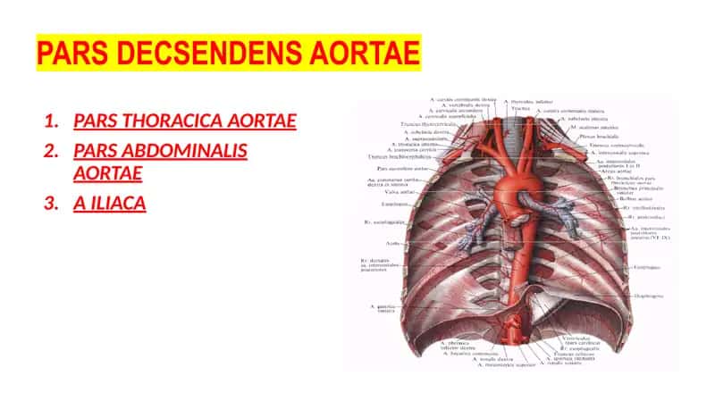 Truncus celiacus 1