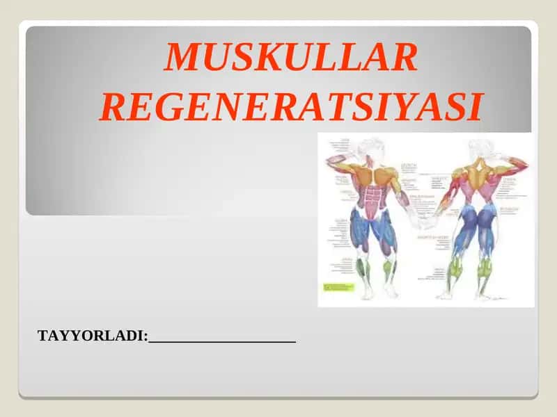 MUSKULLAR REGENERATSIYASI. 1