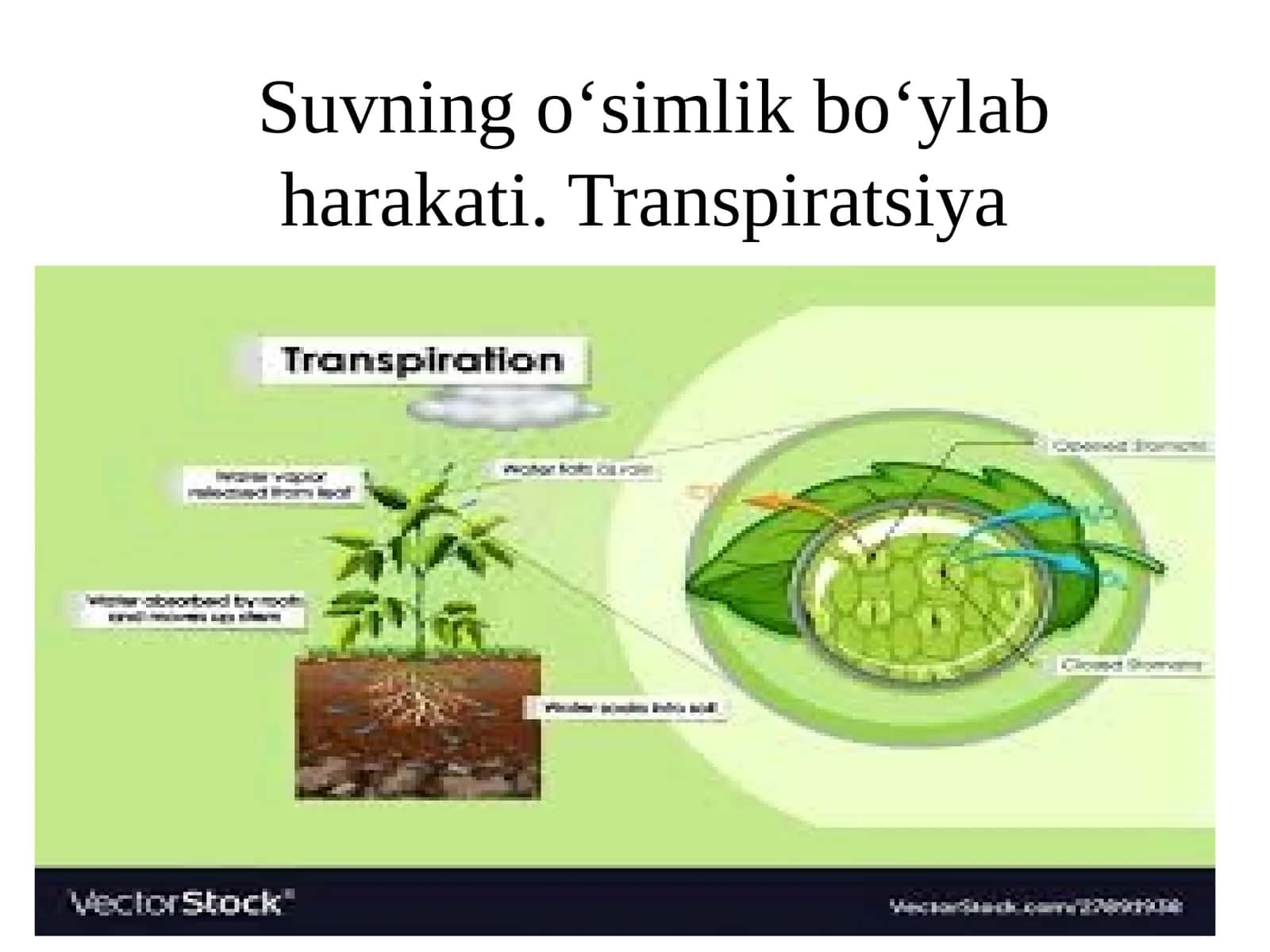 Suvning o‘simlik bo‘ylab harakati. Transpiratsiya 1