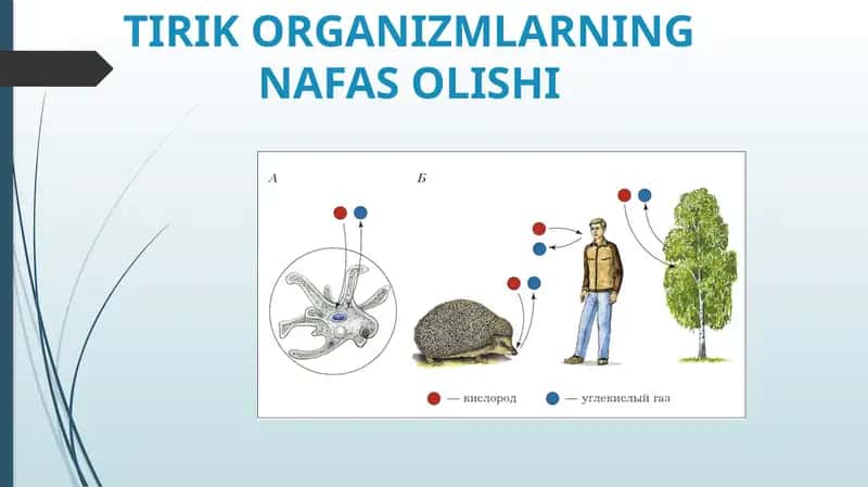 TIRIKORGANIZMLARNING NAFASOLISHI 1