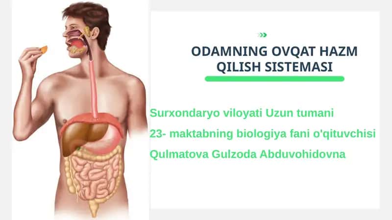 ODAMNING OVQAT HAZM QILISH SISTEMASI 1
