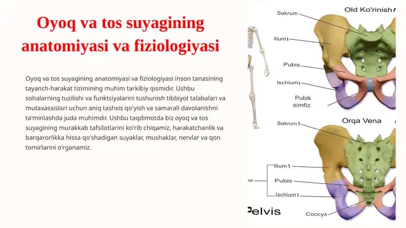 Oyoq va tos suyagining anatomiyasi va fiziologiyasi 1
