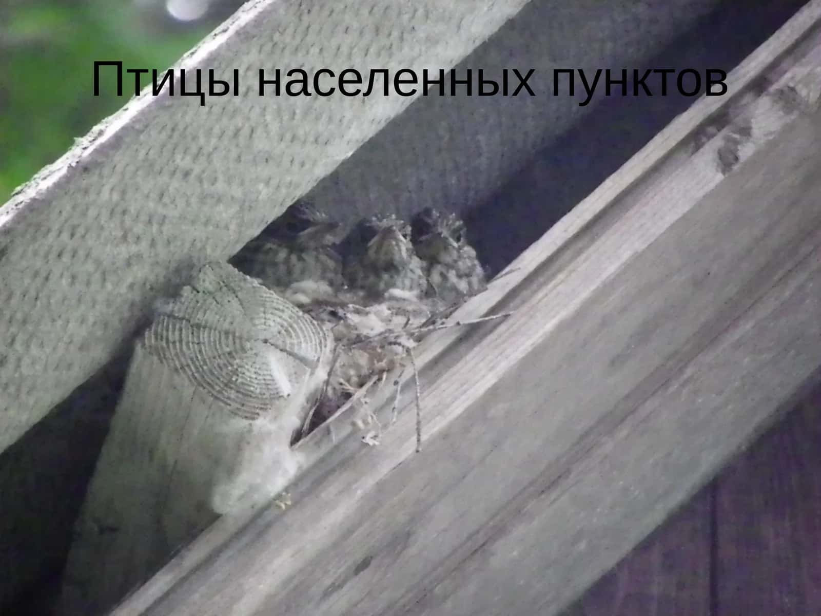 Птицы населенных пунктов 1