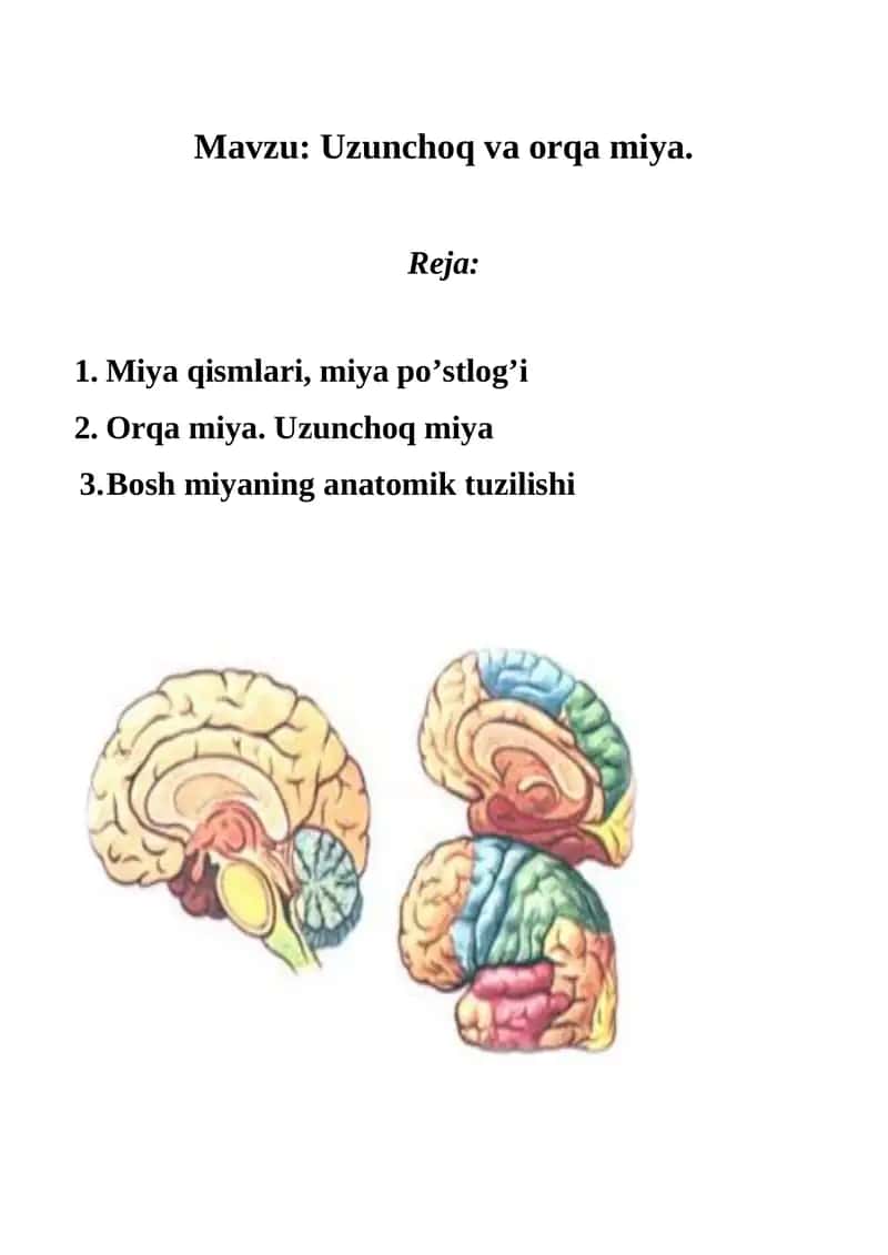 Orqa Miya. Uzunchoq va orqa miya. 1