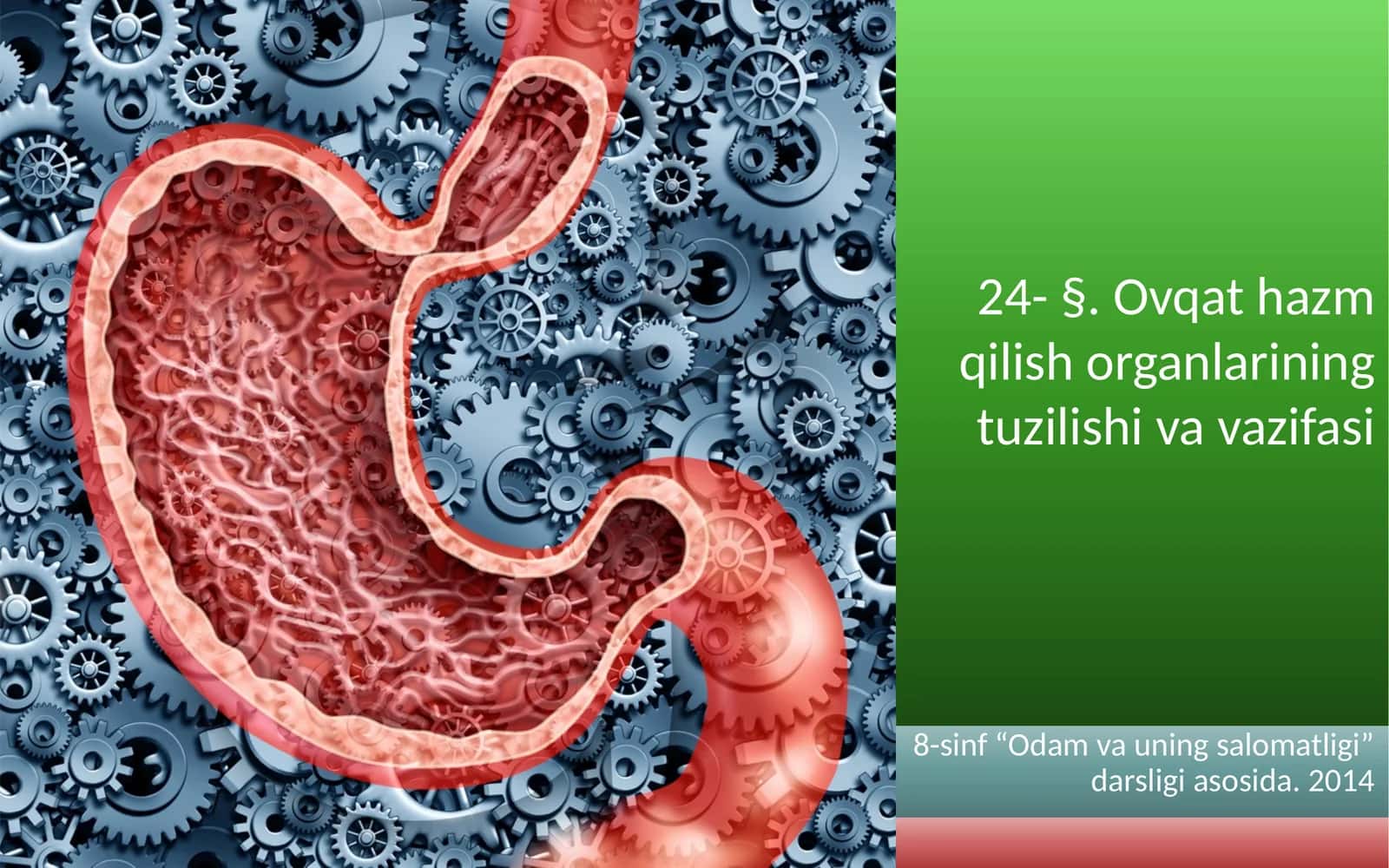 Ovqat hazm qilish organlarining tuzilishi va vazifasi 1