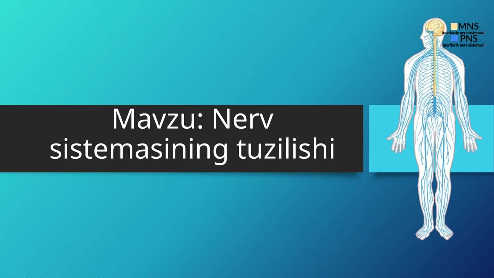 Nervsistemasining tuzilishi 1
