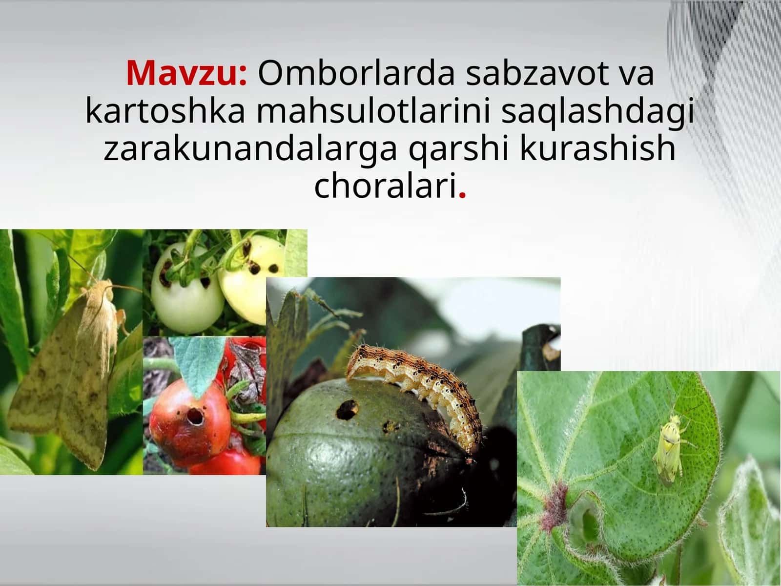 Omborlarda sabzavot va kartoshka mahsulotlarini saqlash choralari 1