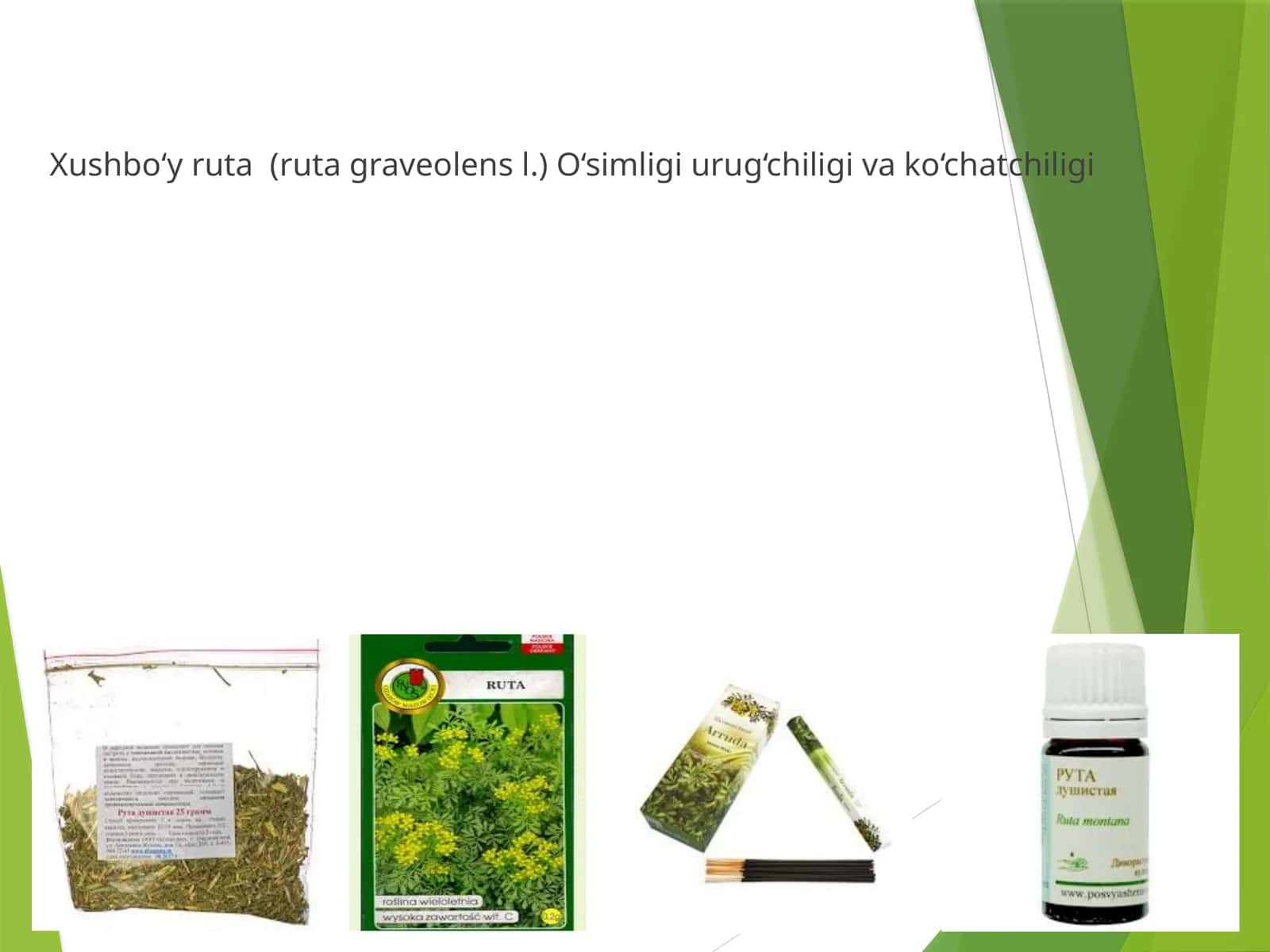 Xushbo‘y ruta (ruta graveolens l.) O‘simligi urug‘chiligi va ko‘chatchiligi 1
