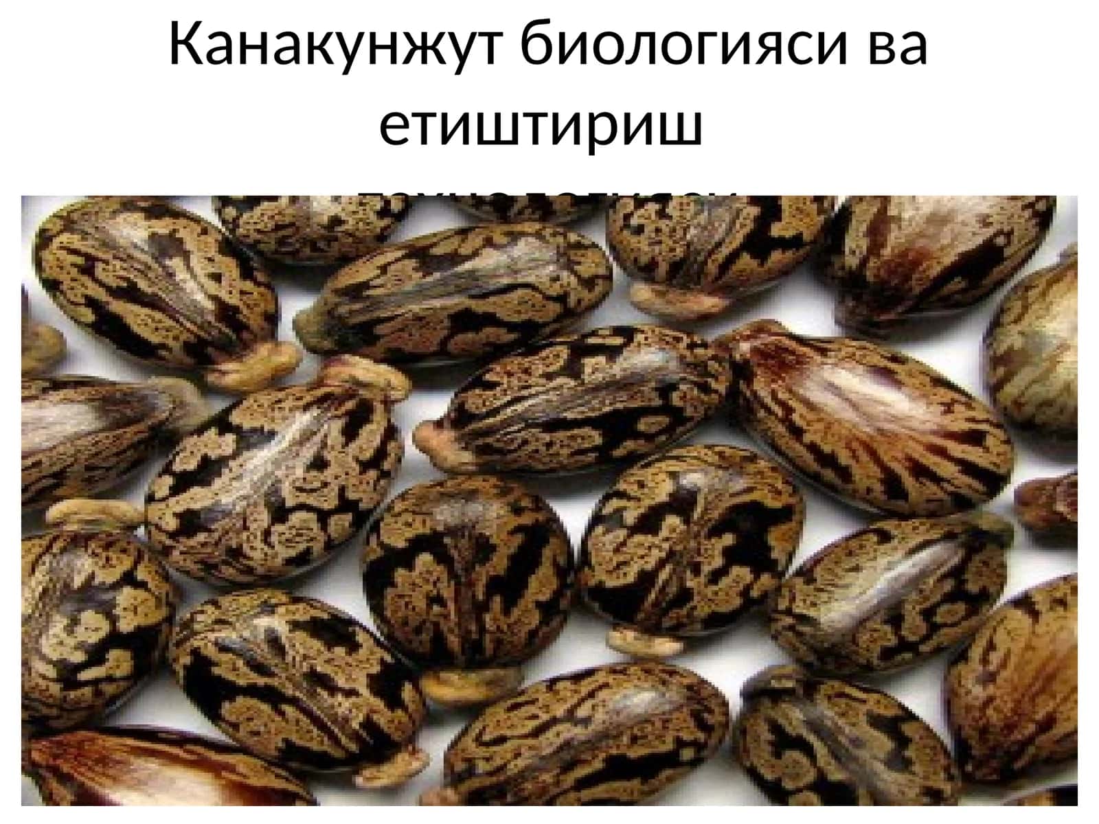 Канакунжут биологияси ва етиштириштехнологияси 1