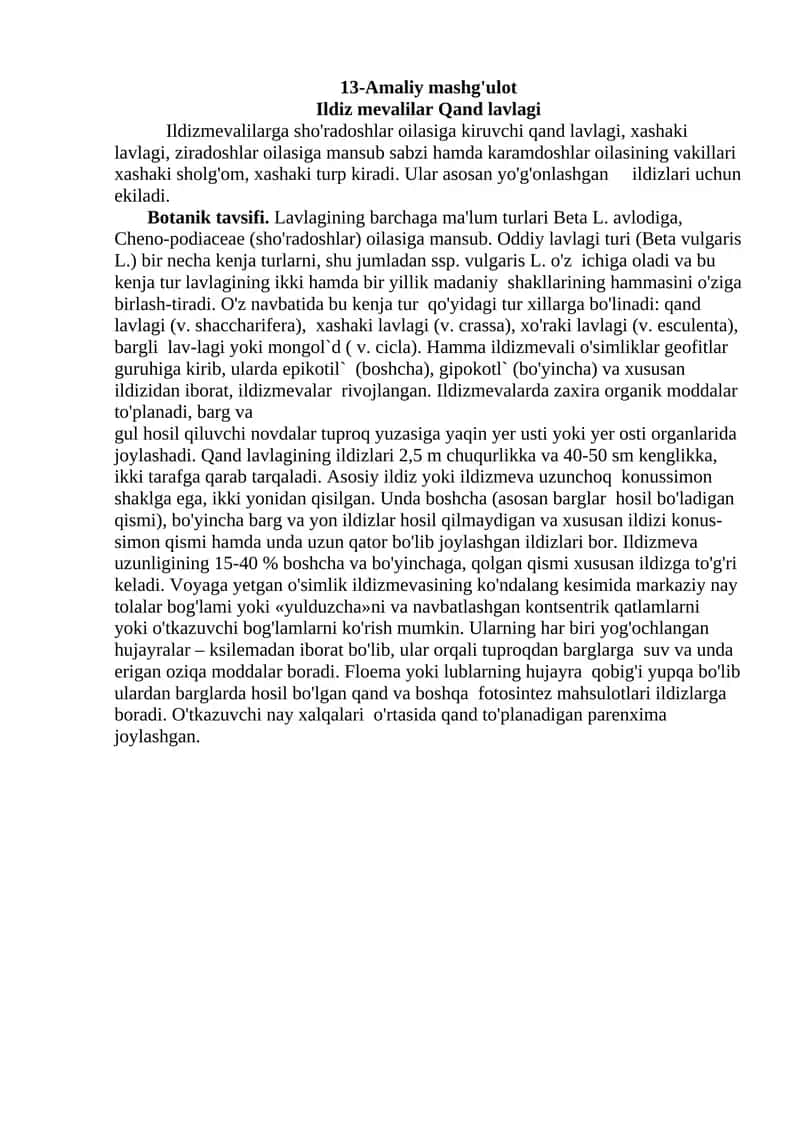 Ildiz mevalilar Qand lavlagi 1