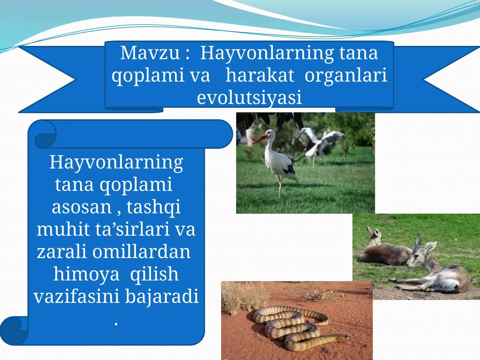 Hayvonlarning tanaqoplamivaharakatorganlari evolutsiyasi 1