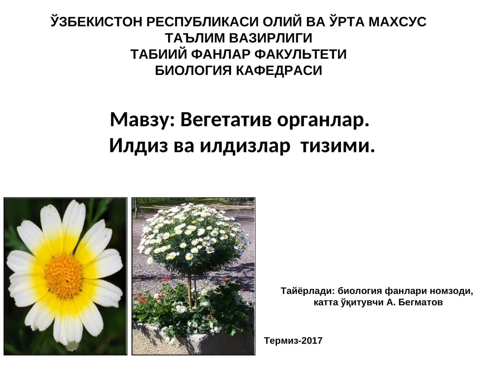 Вегетатив органлар. Илдиз ва илдизлартизими 1