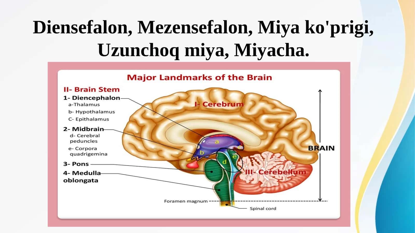Diensefalon, Mezensefalon, Miya ko'prigi, Uzunchoq miya, Miyacha 1