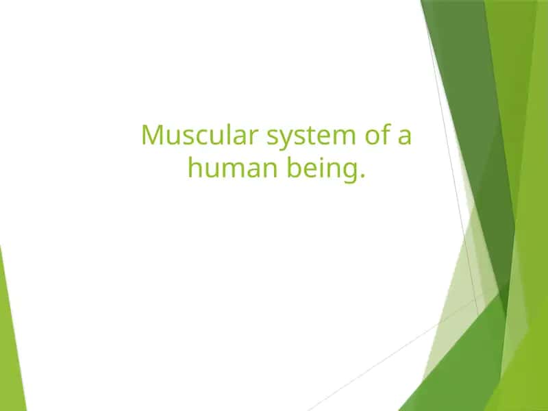 Muscular system of a human being. 1