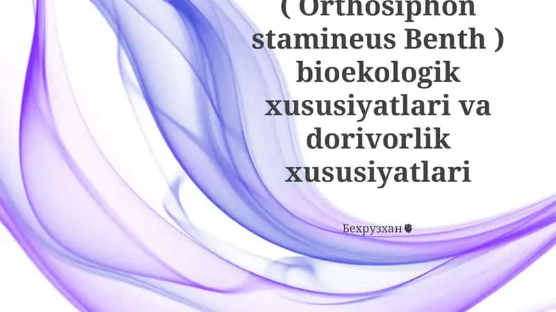 Buyrak choyi (Orthosiphon stamineus Benth) 1
