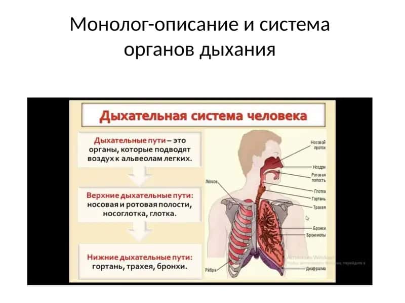 Монолог-описаниеисистемаоргановдыхания 1