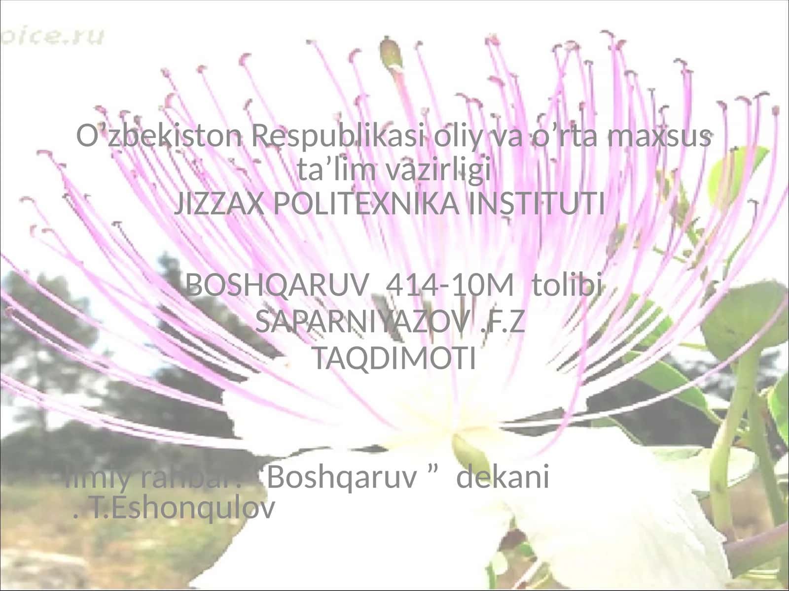 Kovil (Capparis spinosaL) tikanli buta 1
