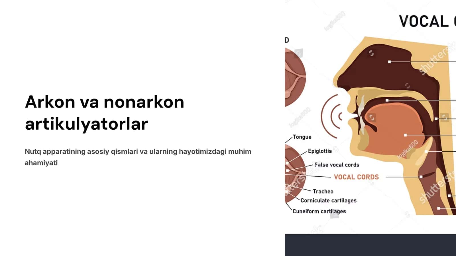 Arkon va nonarkor artikulyatorlar. 1