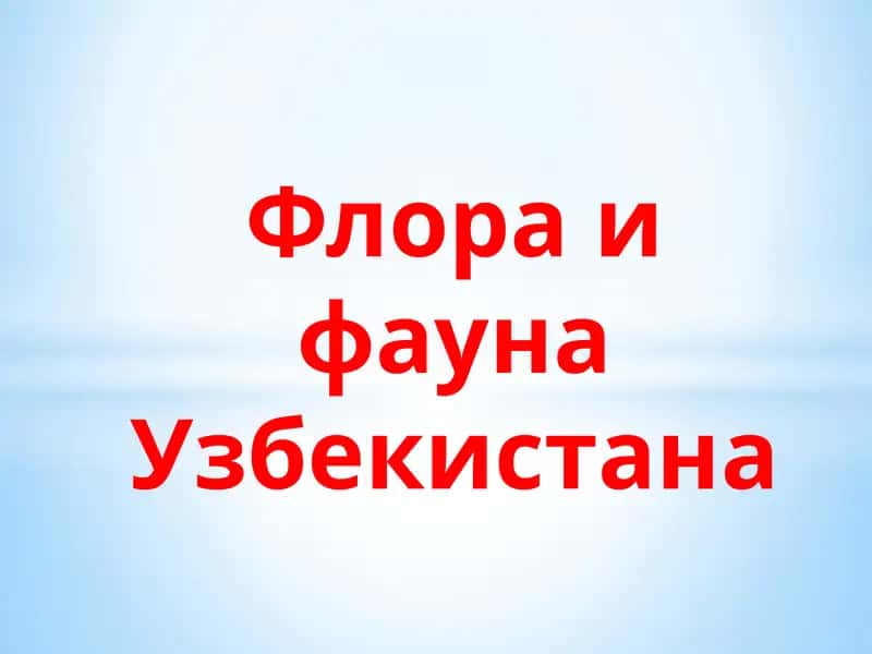 Флора и фауна Узбекистана 1