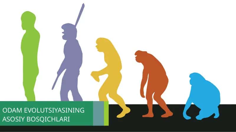 Odam Evolutsiyasining Asosiy Bosqichlari 1