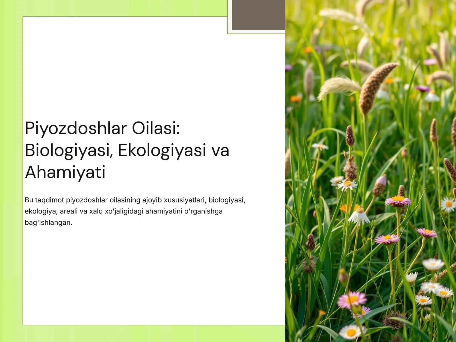 Piyozdoshlar Oilasi: Biologiyasi, Ekologiyasi va Ahamiyati 1