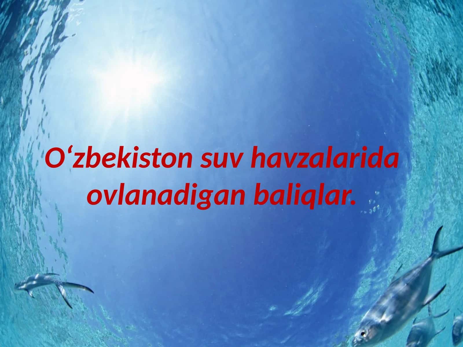 Oʻzbekiston suv havzalarida ovlanadigan baliqlar 1
