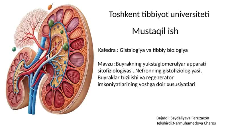 Buyrakning tuzilishi 1