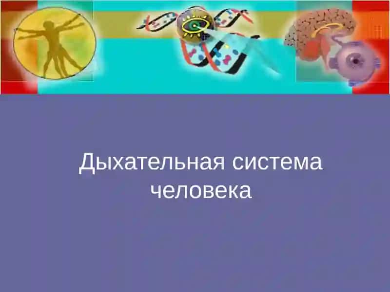 Rus tili fanidan mustaqil ish. nafas olish sistemasiga