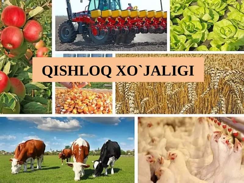 Qishloq xo‘jaligi 1